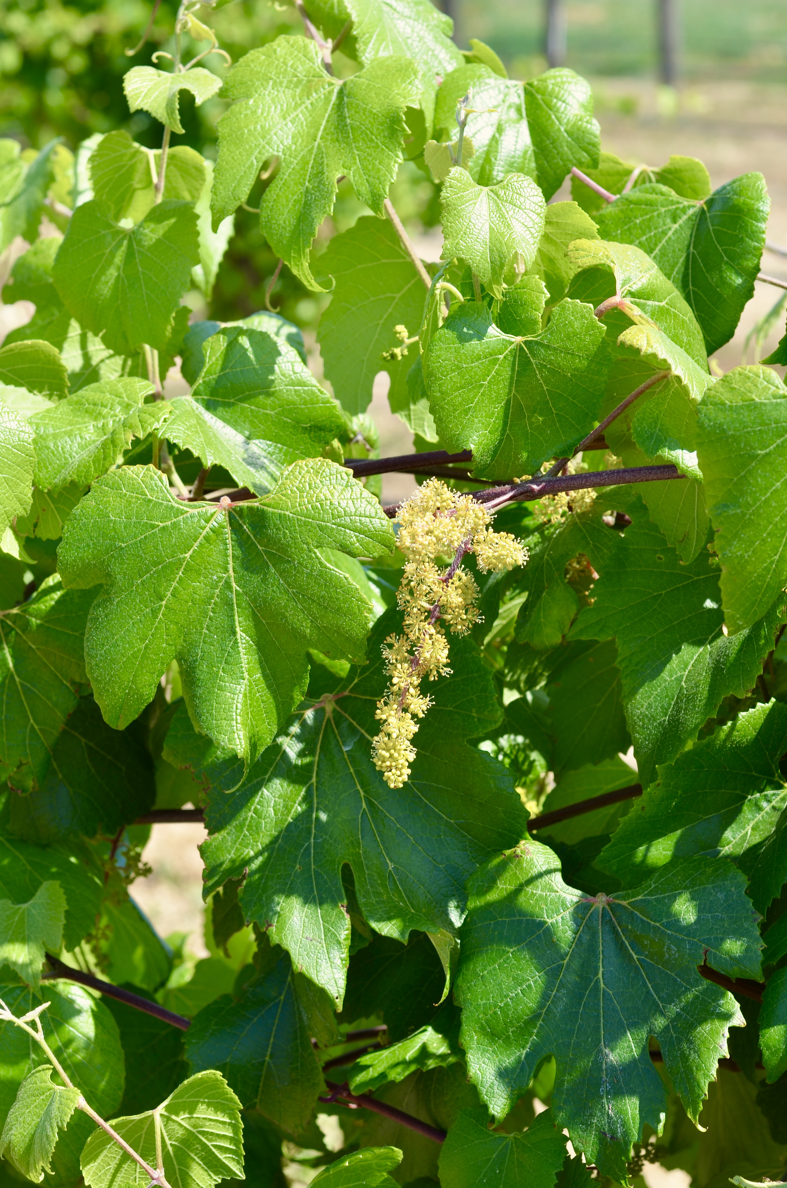 Genetic blueprint of wild grapes could help breed better grapes | UC Davis